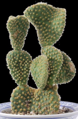 Opuntia_microdasys
